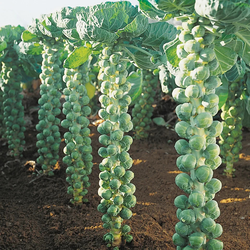500 LONG ISLAND IMPROVED BRUSSELS SPROUTS SEEDS ~ heirloomseedguy ~2026 ~NON-GMO gallery