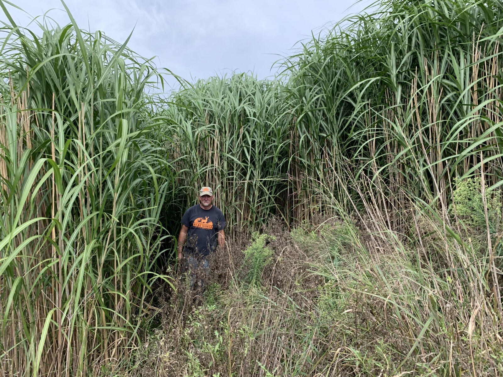 Premium Elephant Grass Seeds, 100 seeds - Tallest Grass in The World! gallery