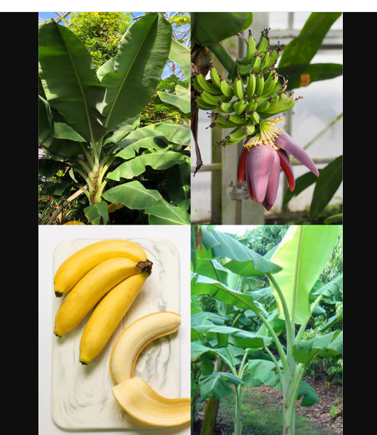 Dwarf Orinoco Musa Banana Tree--SMALL Rooted Starter Plant gallery