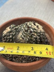 A. kotschoubeyanus