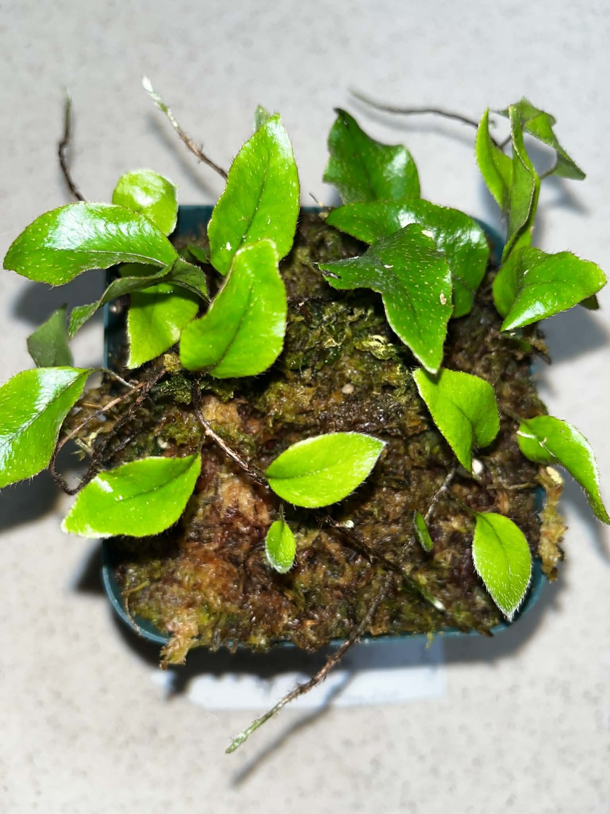 Microgramma sp. 1 Ecuador 4 Inch Pot Rare gallery