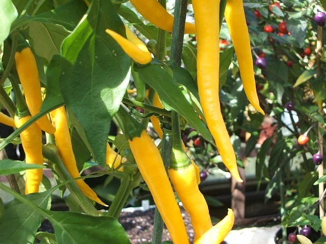 50+ Golden Cayenne Pepper Seeds ---------- 30,000 to 50,000 Scoville Heat Units gallery
