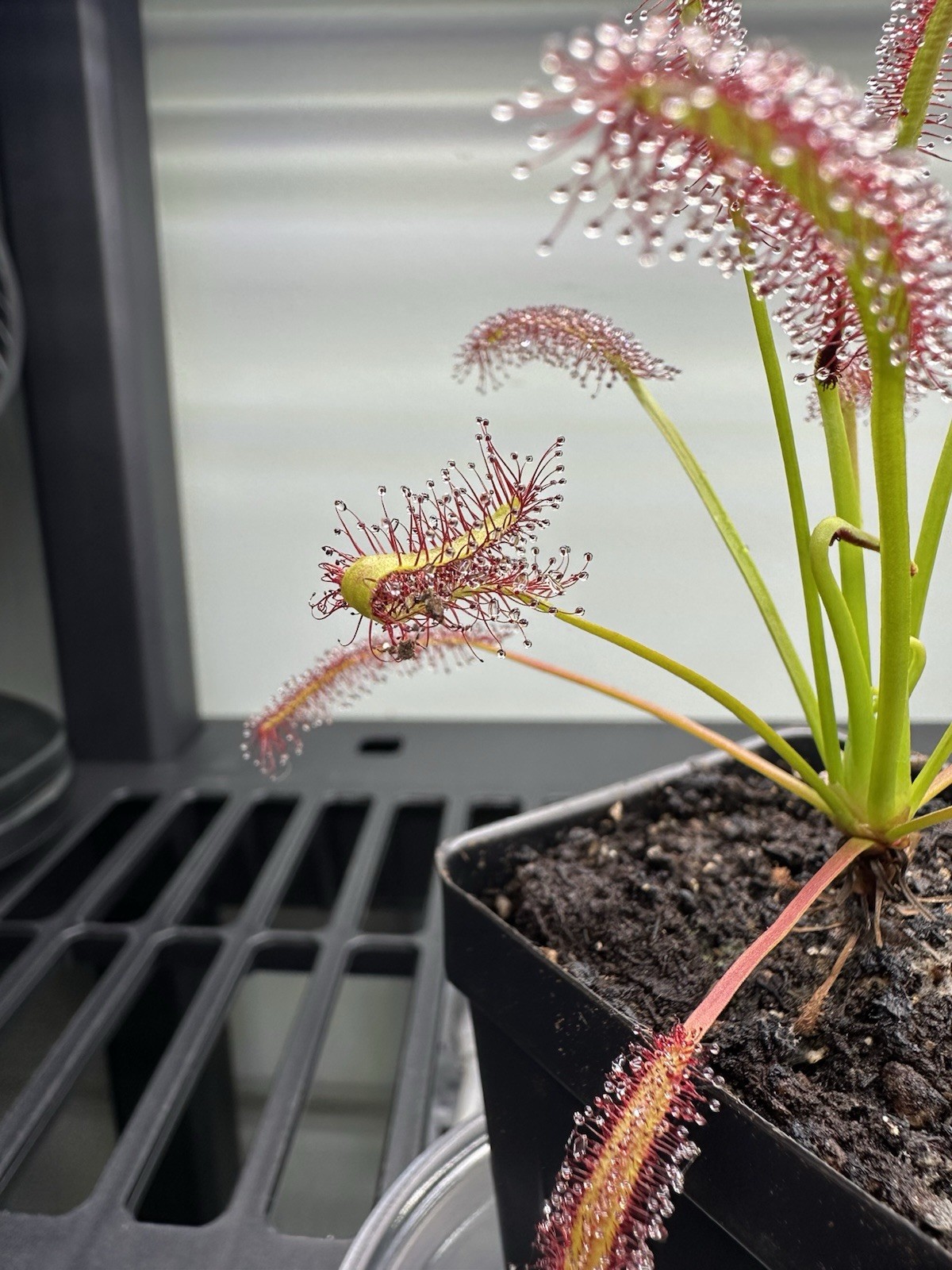 Cape Sundew - Drosera Capensis Typical - Carnivorous Plant - Very easy to grow! gallery