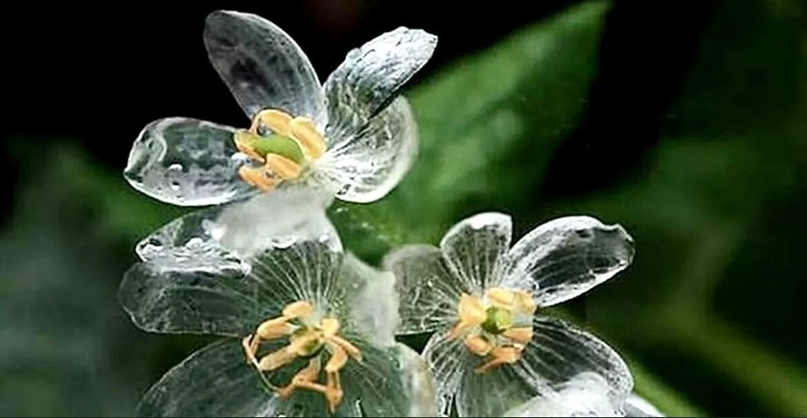 Skeleton Flower Seeds ~ Crystal ~ Gray’s Double-Leaf ~ Flowering ~ Rare gallery