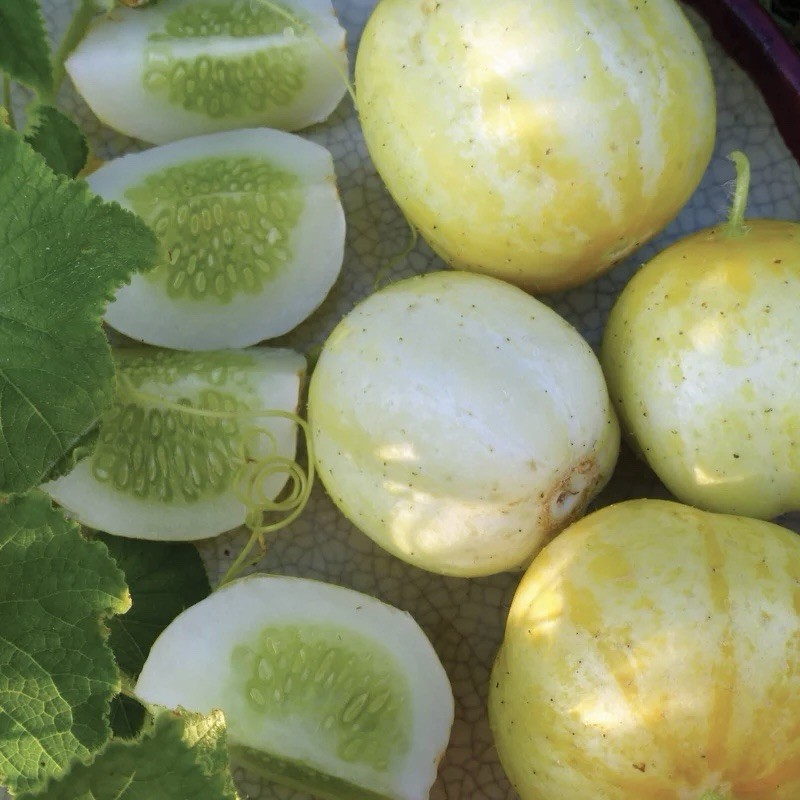 Lemon Cucumber Seeds 50+ Vegetable Seed Heirloom NON-GMO sweet tasty pickling US gallery