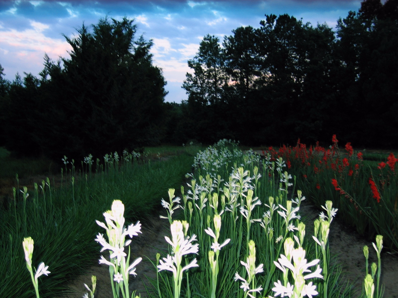 Tuberose single Mexican 20 medium bulbs FREGRANT - Polianthus gallery