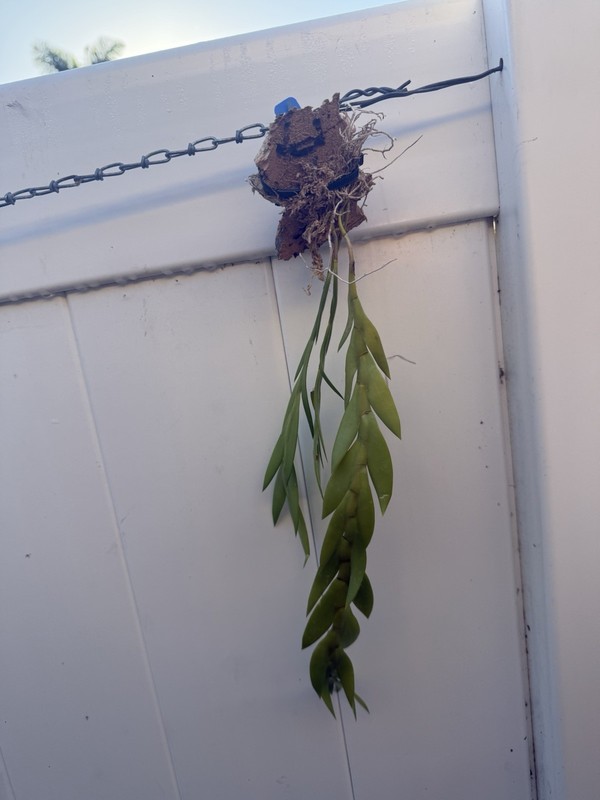 Dendrobium keithii Unusual Braided Orchid Plant Aporum Group Fragrant gallery