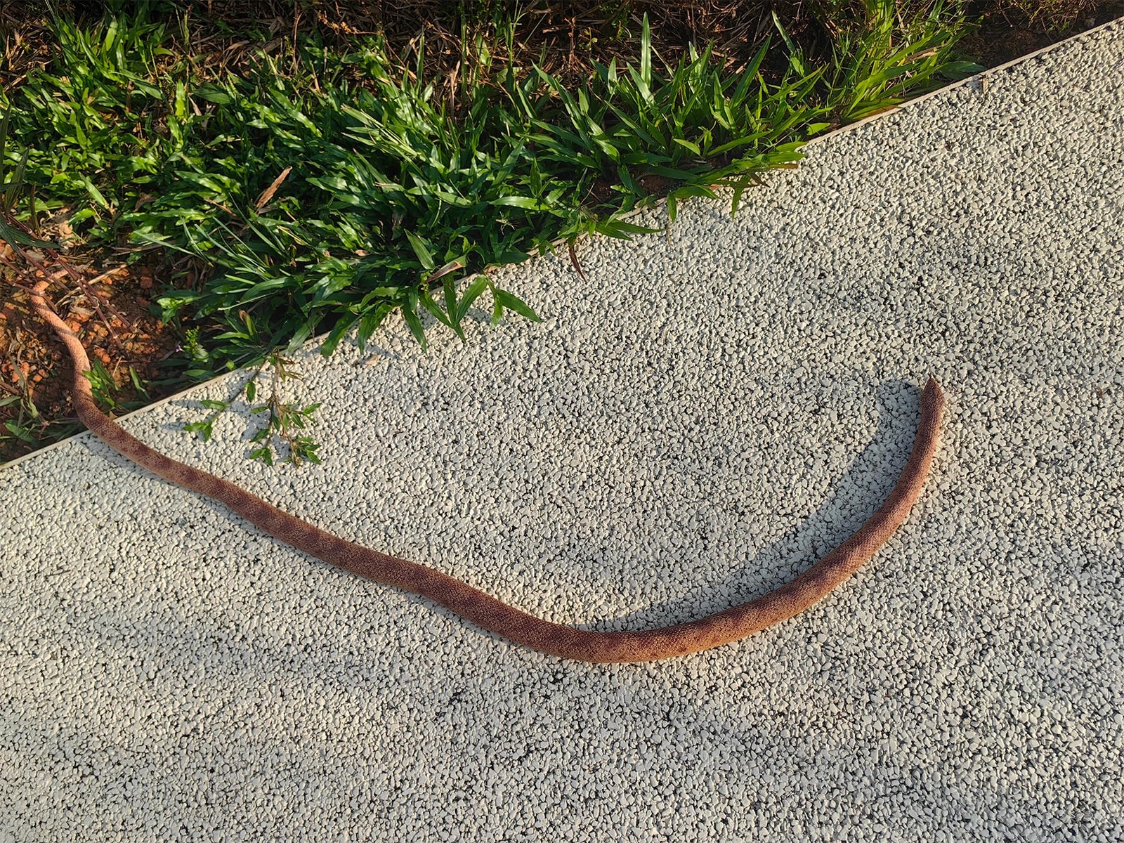 53" Rubber Snake Realistic Fake Snakes Toy for 53 inches, Brown gallery