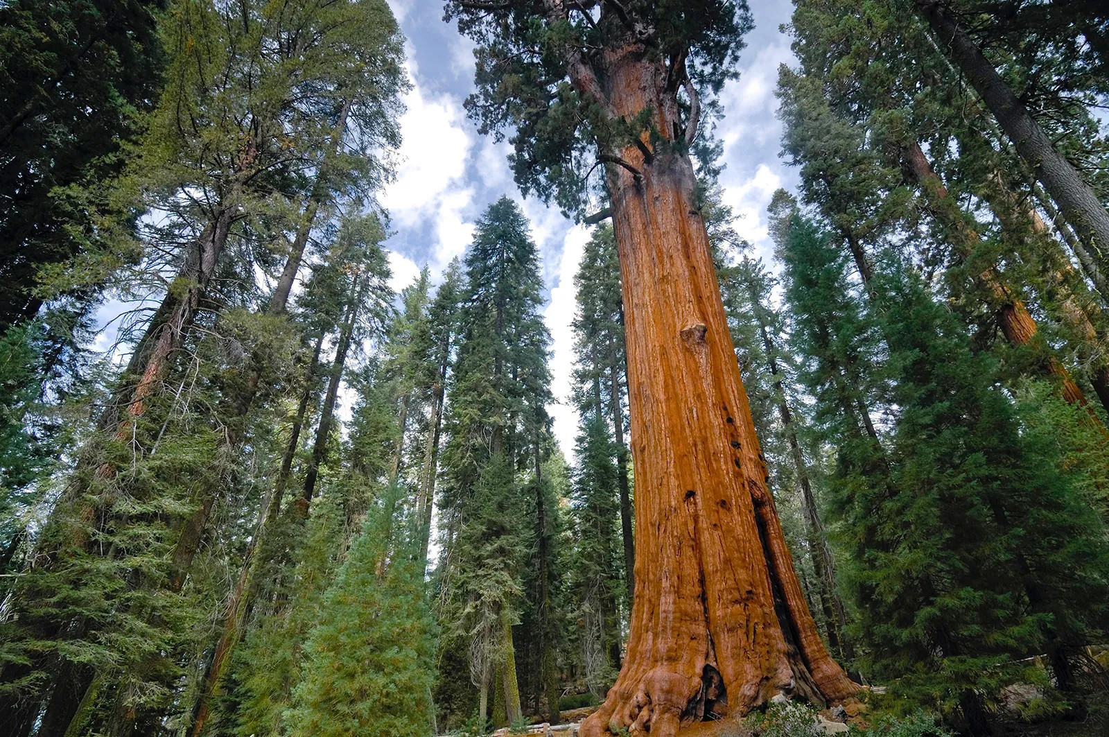 5 Giant Sequoia 6-12" Bare Root Starter Plant gallery