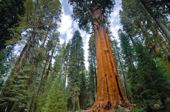 5 Giant Sequoia 6-12″ Bare Root Starter Plant