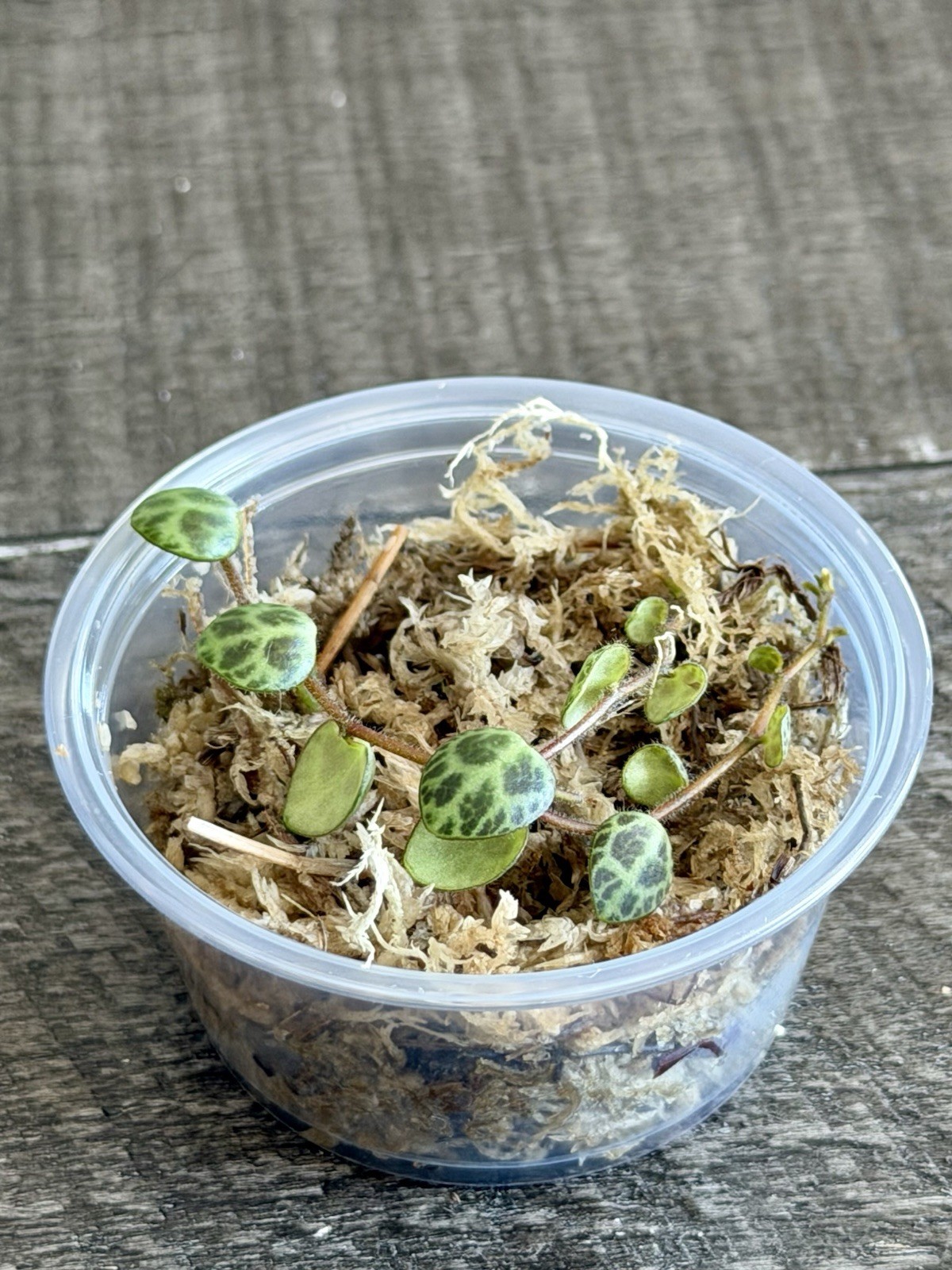 🐢 String Of Turtles - Peperomia Prostrata - Plant Start Propagation Kit gallery