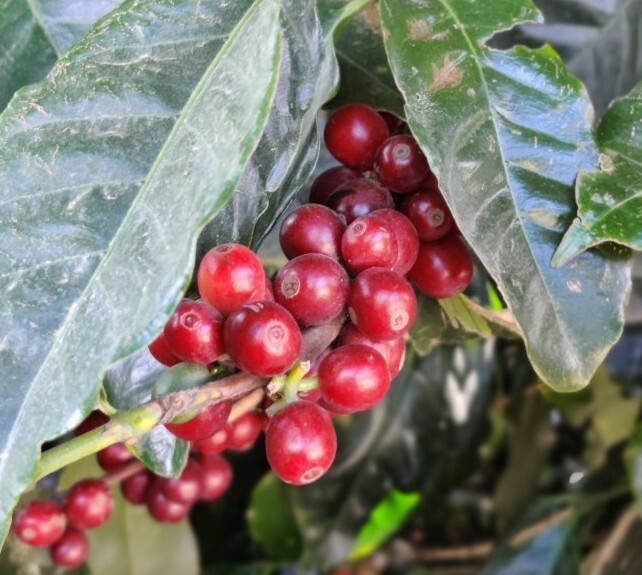 Panama Coffee Finca Dos Jefes Estates. Direct Trade 🤝🏼 Fair Wage. Natural Dark gallery