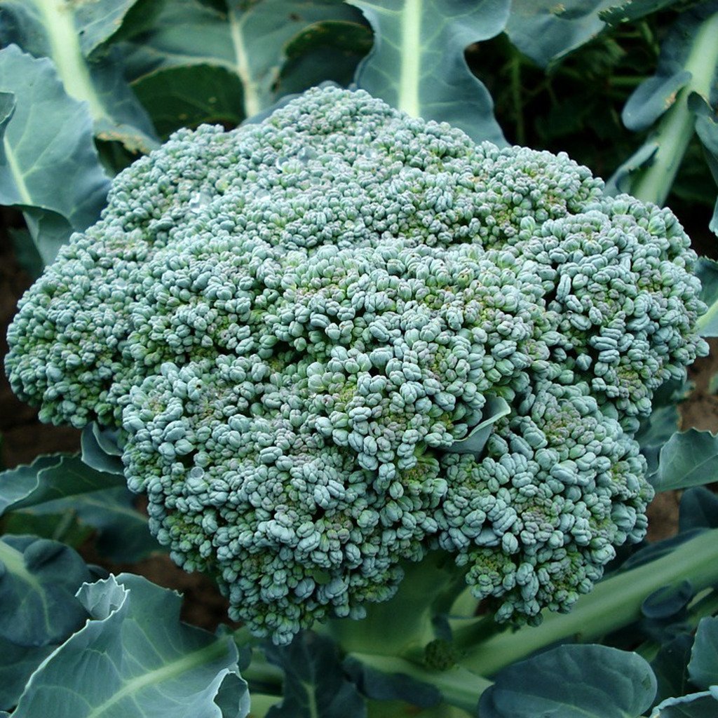 Waltham 29 Broccoli Seeds, NON-GMO, Easy to Grow, High Yields, FREE SHIPPING gallery