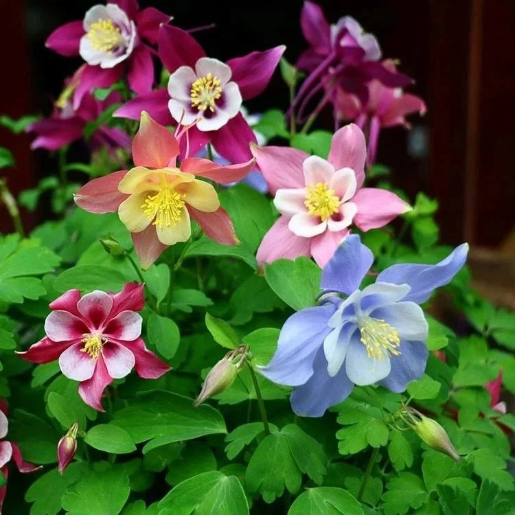 400+ Columbine Seeds - Double Mixed ------- Granny’s Bonnet - Granny’s Nightcap gallery