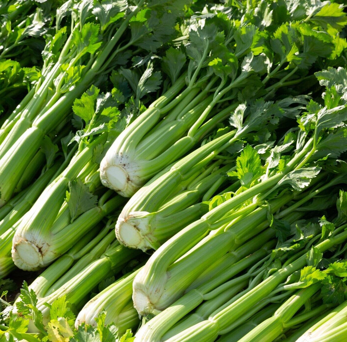 UTAH 52-70 CELERY SEEDS 2000+ VEGETABLE garden Apium graveolens FREE SHIPPING gallery