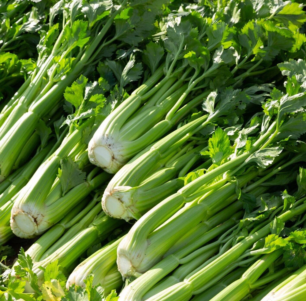 UTAH 52-70 CELERY SEEDS 2000+ VEGETABLE garden Apium graveolens FREE SHIPPING