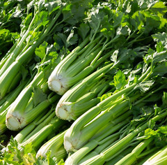 UTAH 52-70 CELERY SEEDS 2000+ VEGETABLE garden Apium graveolens FREE SHIPPING