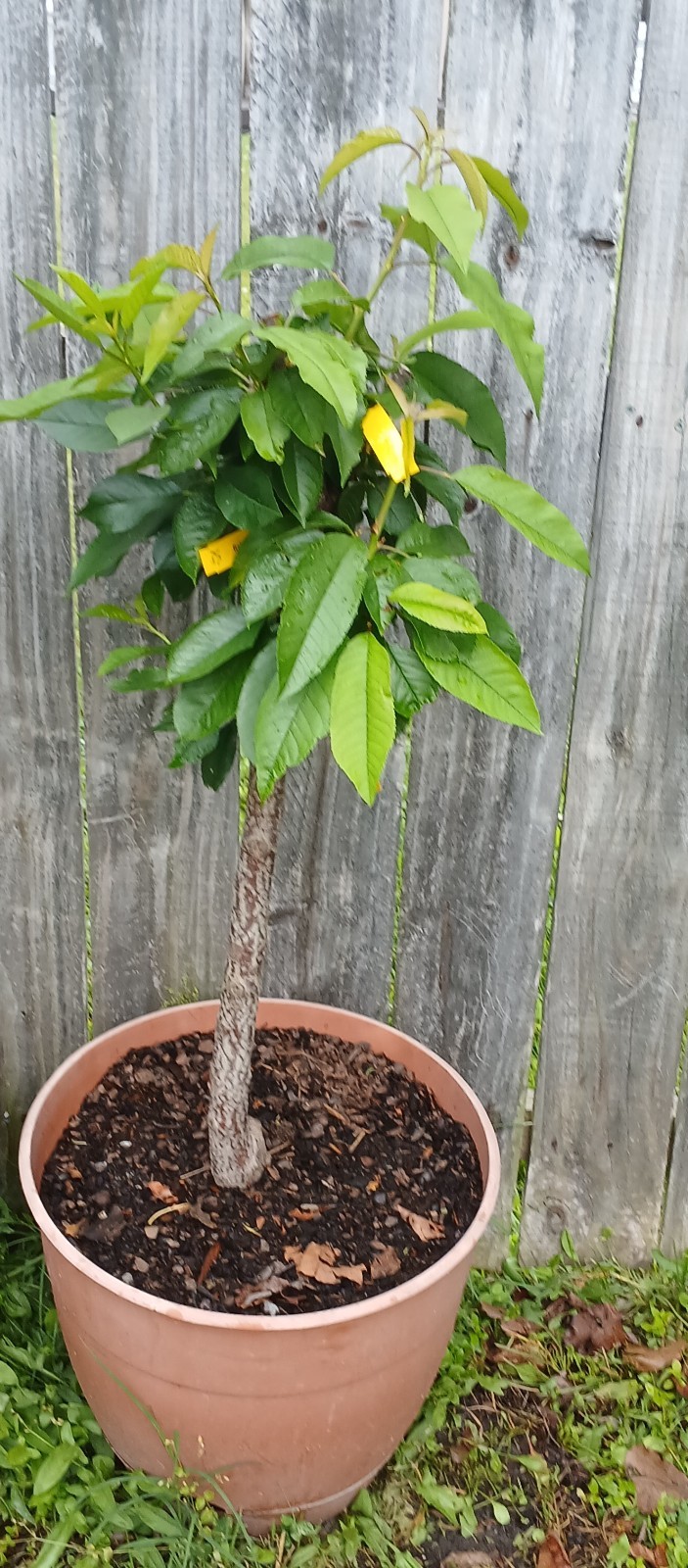3 Years Old Multi Grafted 5 Different Organic Premium Cherry Tree On One Tree gallery