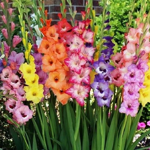 Unique Flowers gallery
