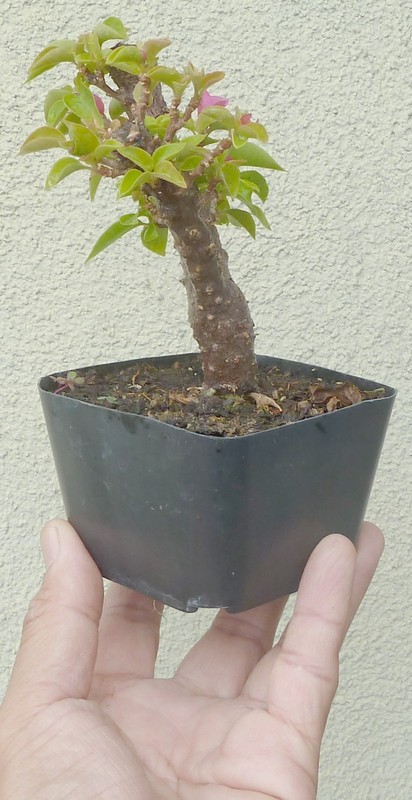 Torch Glow Pixie Bougainvillea Pre Bonsai Dwarf Mame Fat Trunk Flowers gallery