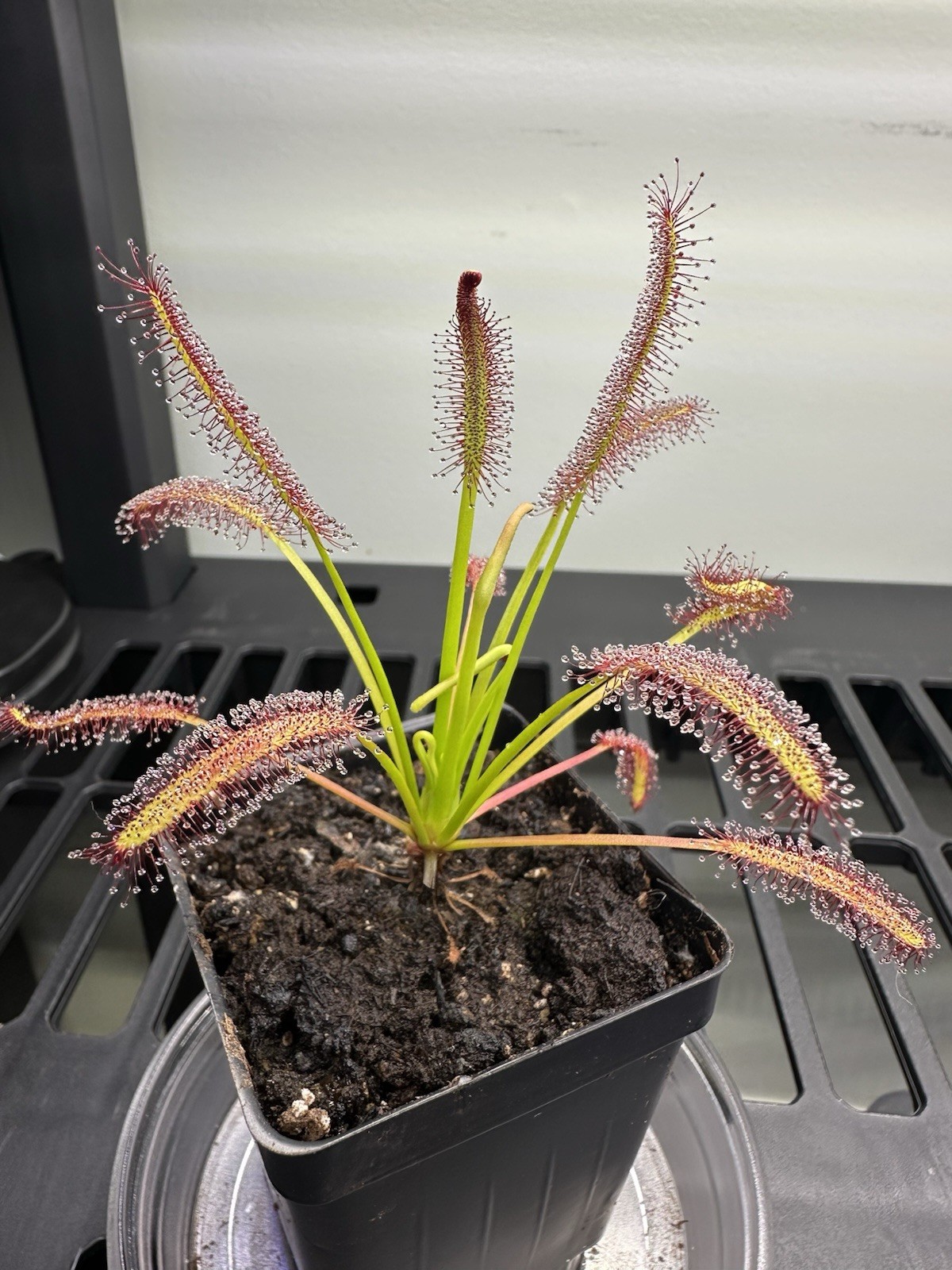 Cape Sundew - Drosera Capensis Typical - Carnivorous Plant - Very easy to grow! gallery