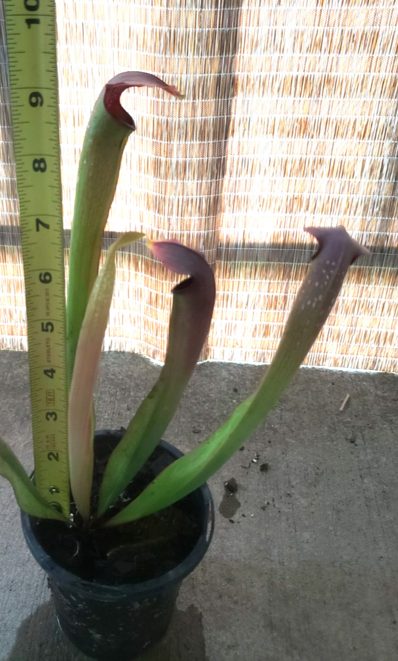 Sarracenia 'Rehderi' Carnivorous Pitcher Bog Plant gallery