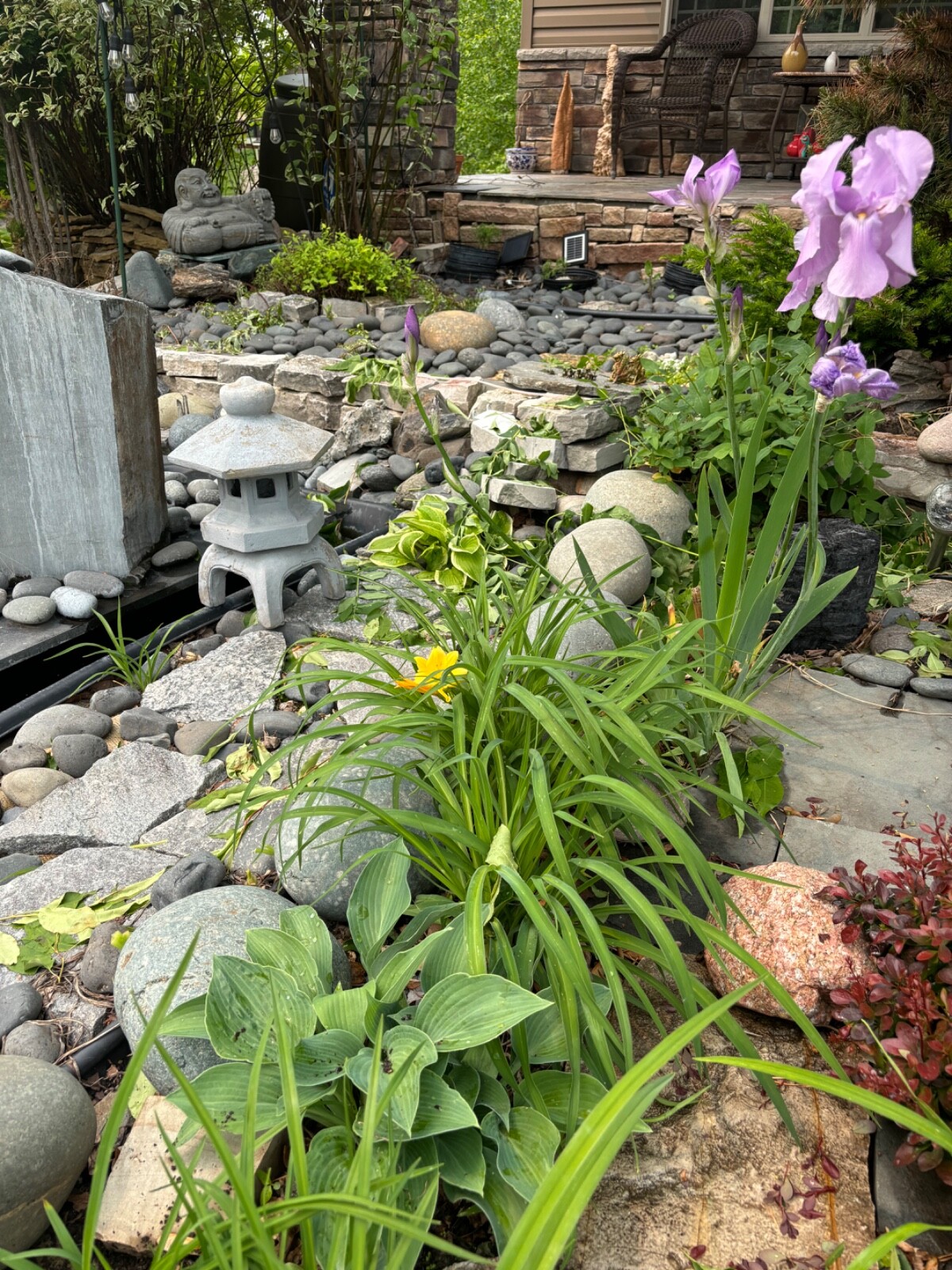 Bearded light Purple Iris Plant- Reblooming Lilac Blue Flower Perennial 6 roots gallery
