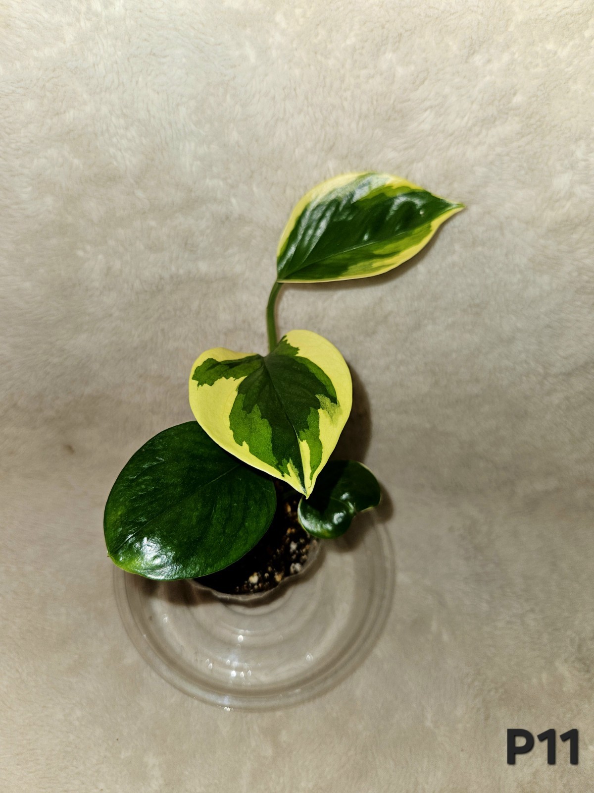 Manjula Poonsin In 3.5 Inch Pot gallery