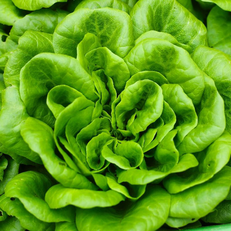 800+ BIBB BUTTERHEAD LETTUCE SEEDS FRESH FOR GARDENS gallery
