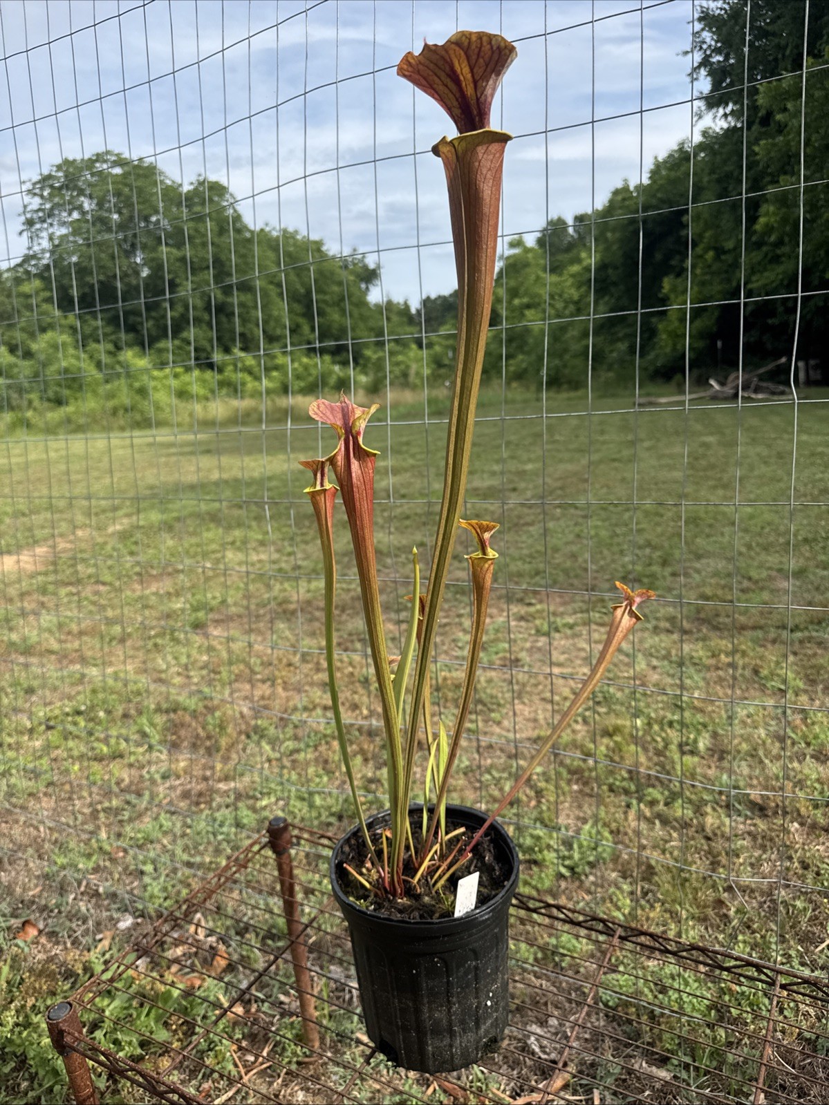SARRACENIA FLAVA ATROCUPREA “CAROLINA GENETICS WACCAMAW MIX”. SELECT #21. gallery