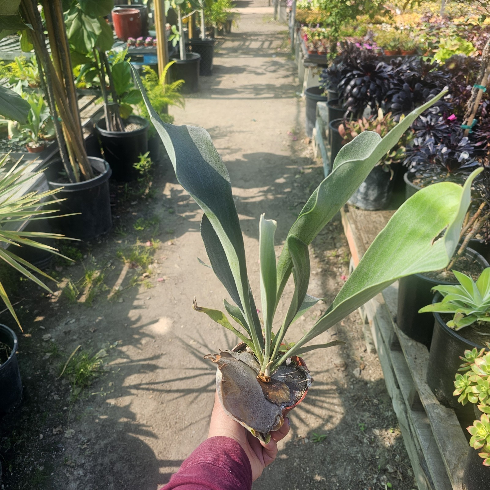 Staghorn Fern | 4in pot gallery