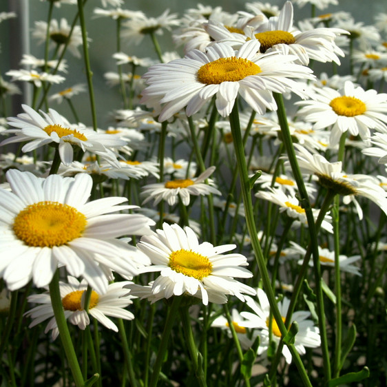 Shasta Daisy Seeds | Heirloom / Non-GMO | Free Shipping | Flower Seeds | 1178 gallery
