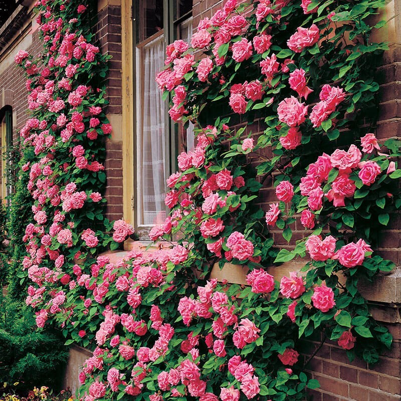 20pcs Pink Climbing Rose Seeds - Rare Non-GMO Heirloom Variety for Your Garden gallery