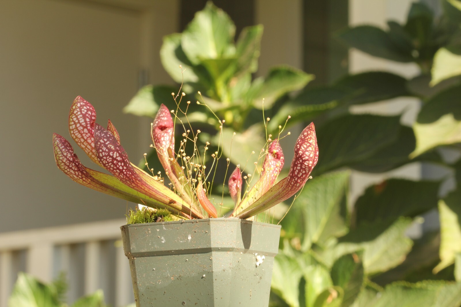 LIVE Carnivorous Pitcher Plant (Sarracenia "Scarlet Belle") Beginner Friendly gallery