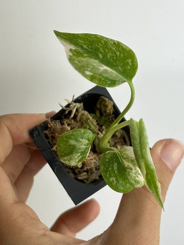 Monstera Thai constellation live plant , Variegated Monstera gallery
