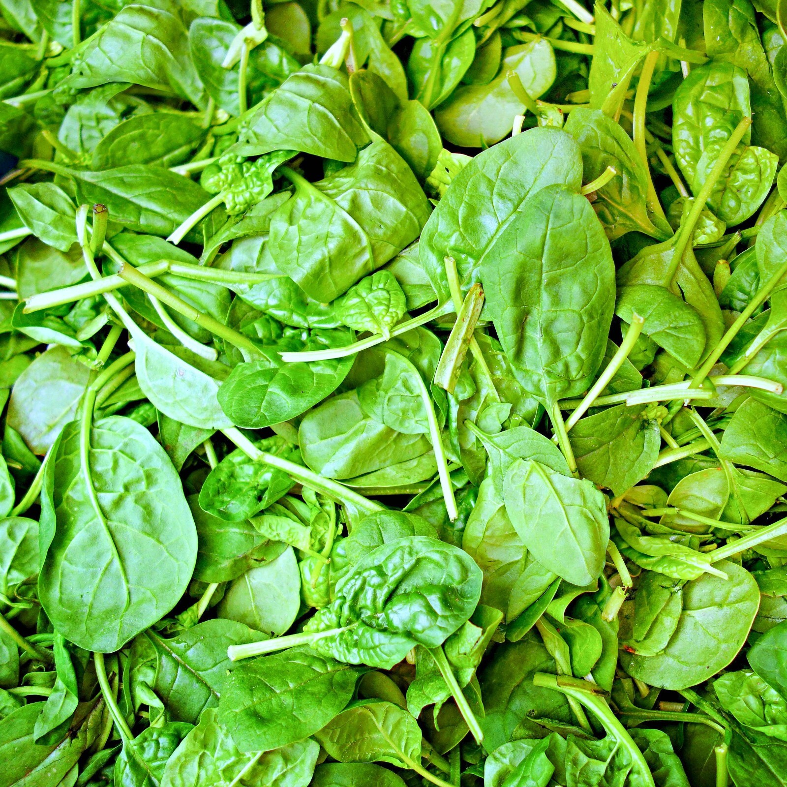 Italian Leaf Basil Seeds | Non-GMO | Heirloom | Fresh Garden Seeds gallery