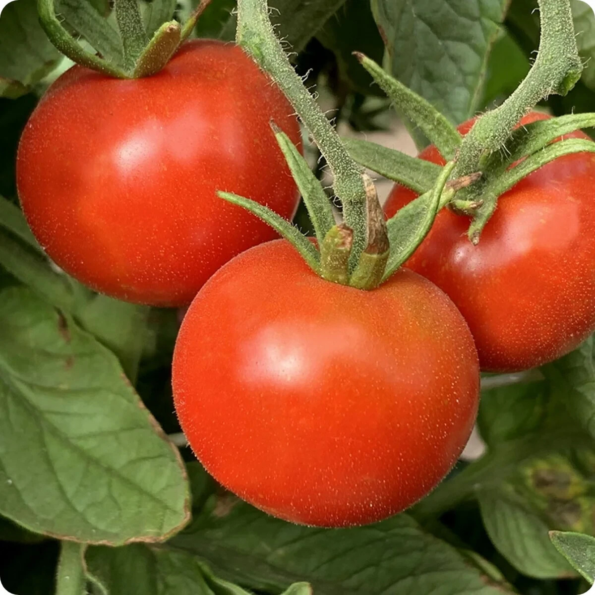 Stupice Tomato Seeds, Cold Tolerant Early Tomato, NON-GMO, Heirloom, FREE SHIP gallery