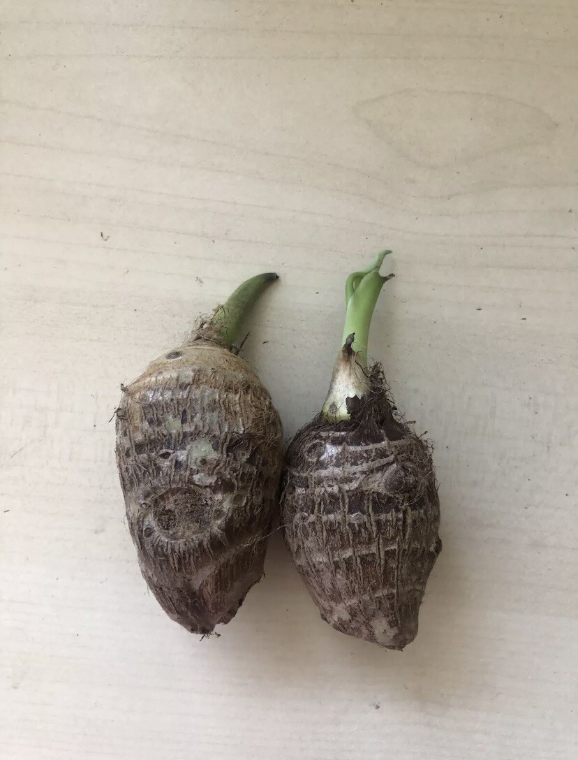 2 Sprouted Taro Root Bulbs Elephant Ear Live Plant Fresh Ready To Plant gallery