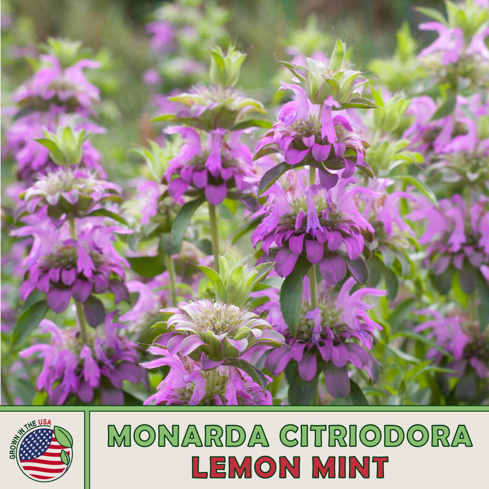 1000 Lemon Mint Seeds, Monarda citriodora, Lemon Bee Balm, Pollinator Attractor gallery