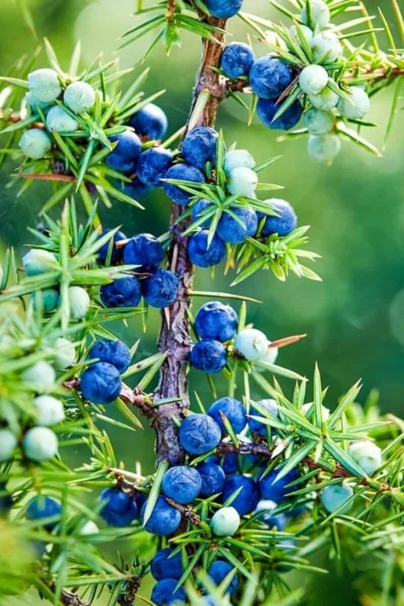 COMMON JUNIPER SEEDS (30) / Tree / Shrub / JUNIPER BERRY gallery