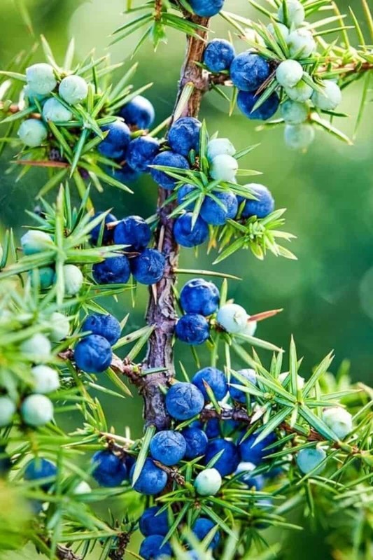 COMMON JUNIPER SEEDS (30) / Tree / Shrub / JUNIPER BERRY gallery