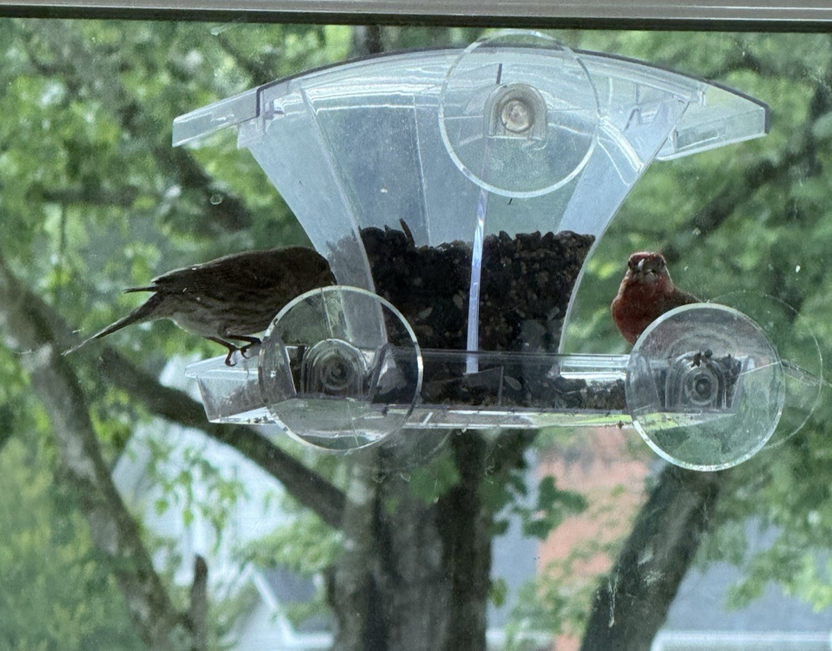 Window Bird Feeder Outside w/Waterproof Seed Storage Strong Suction 2lb Capacity gallery