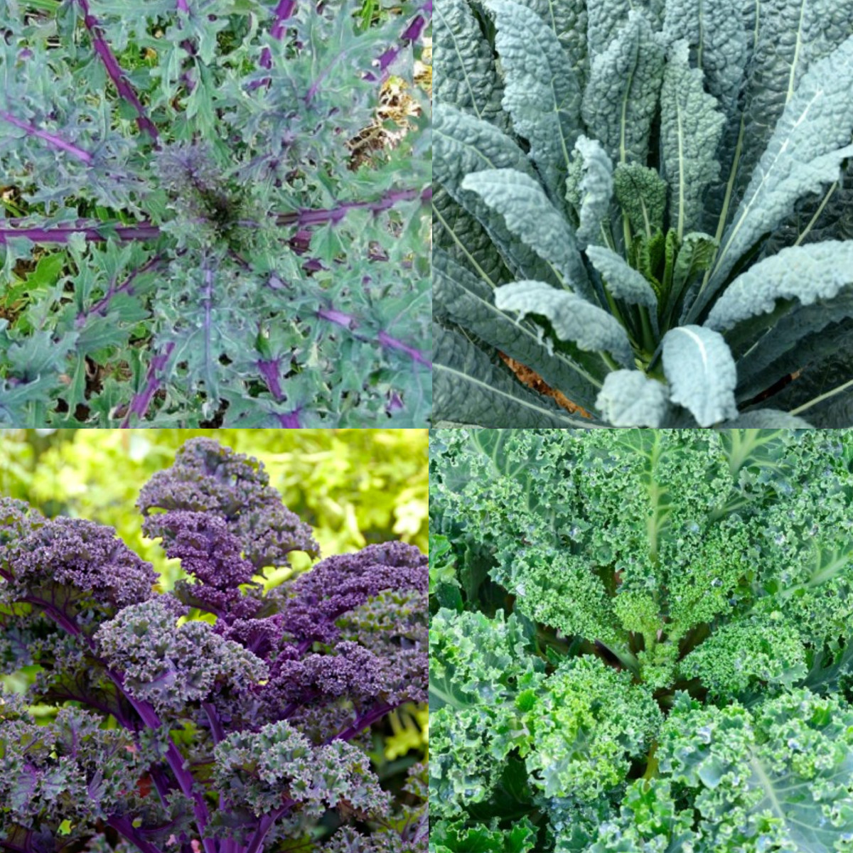 KALE GARDEN BLEND 4 Types Heirloom MicroGreens Saute Healthy Non-GMO 200 Seeds! gallery