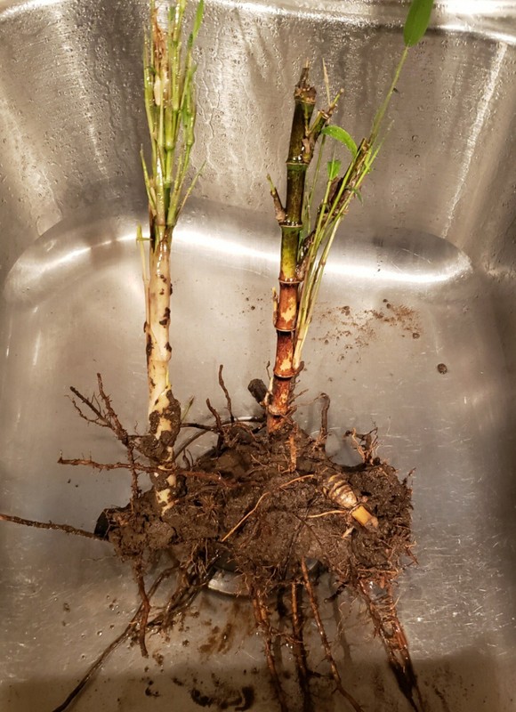 Bamboo Red Margin Phyllostachys Rubromarginata Bare Root Plant Rhizome Privacy gallery