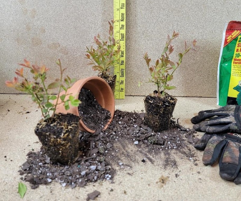 ( 1 ) - Top Hat Dwarf Blueberry - Starter Plant ( 8m ) ( 1 live plant ) gallery