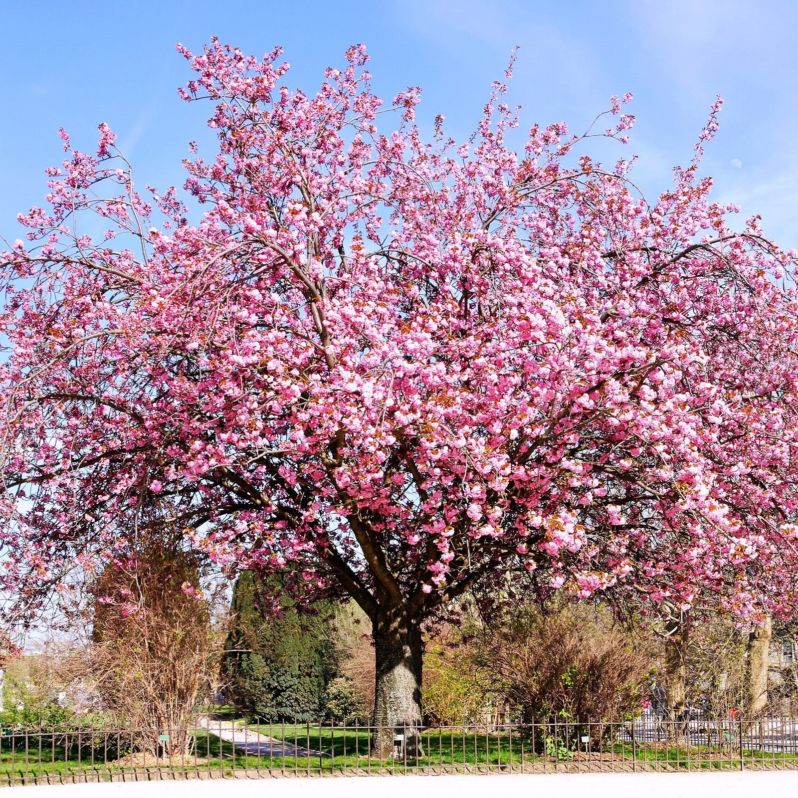 Japanese Cherry Blossom Tree Seeds - For 2026 Planting Sakura Pink Flowering gallery