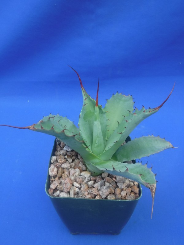Agave potatorum "Spawn" Starter Plants! FINALLY AVAILABLE!! 3"-5" Wide! NICE! gallery