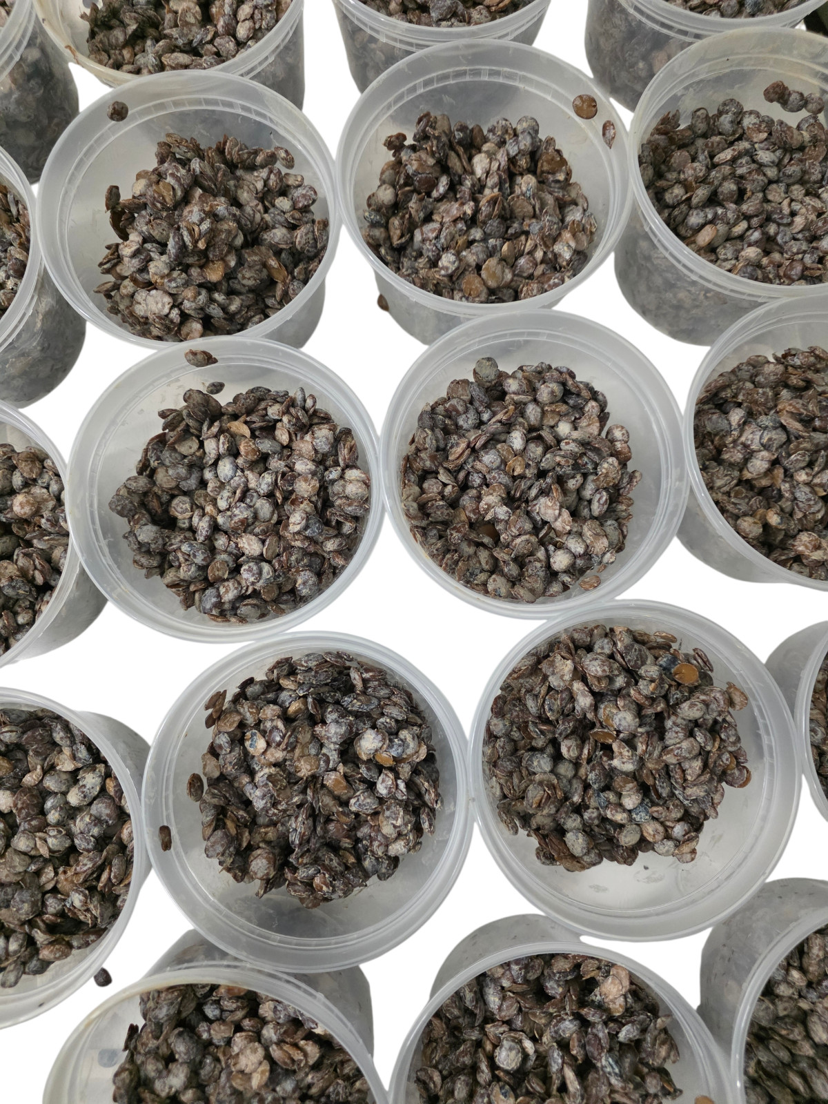 Fresh Irú Locust Beans 16OZ container Stone Free/100% money back guaranteed gallery