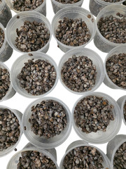 Fresh Irú Locust Beans 16OZ container Stone Free/100% money back guaranteed