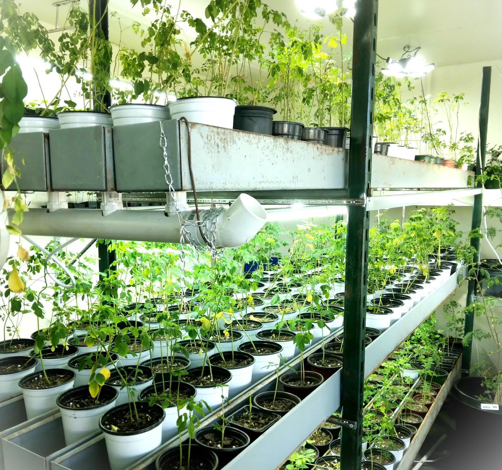 2 Live Moringa Tree Seedling 12 Inch+ Moringa Oleifera live Miracle Tree Plants gallery